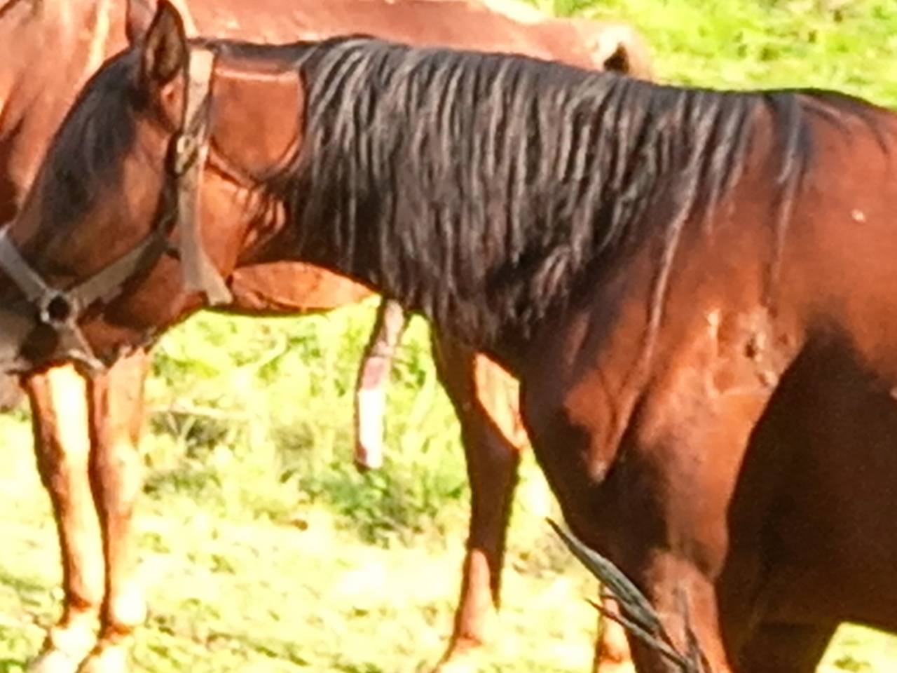 Yegua Arabe En venta 2020 Bayo por Samba de la Chavée