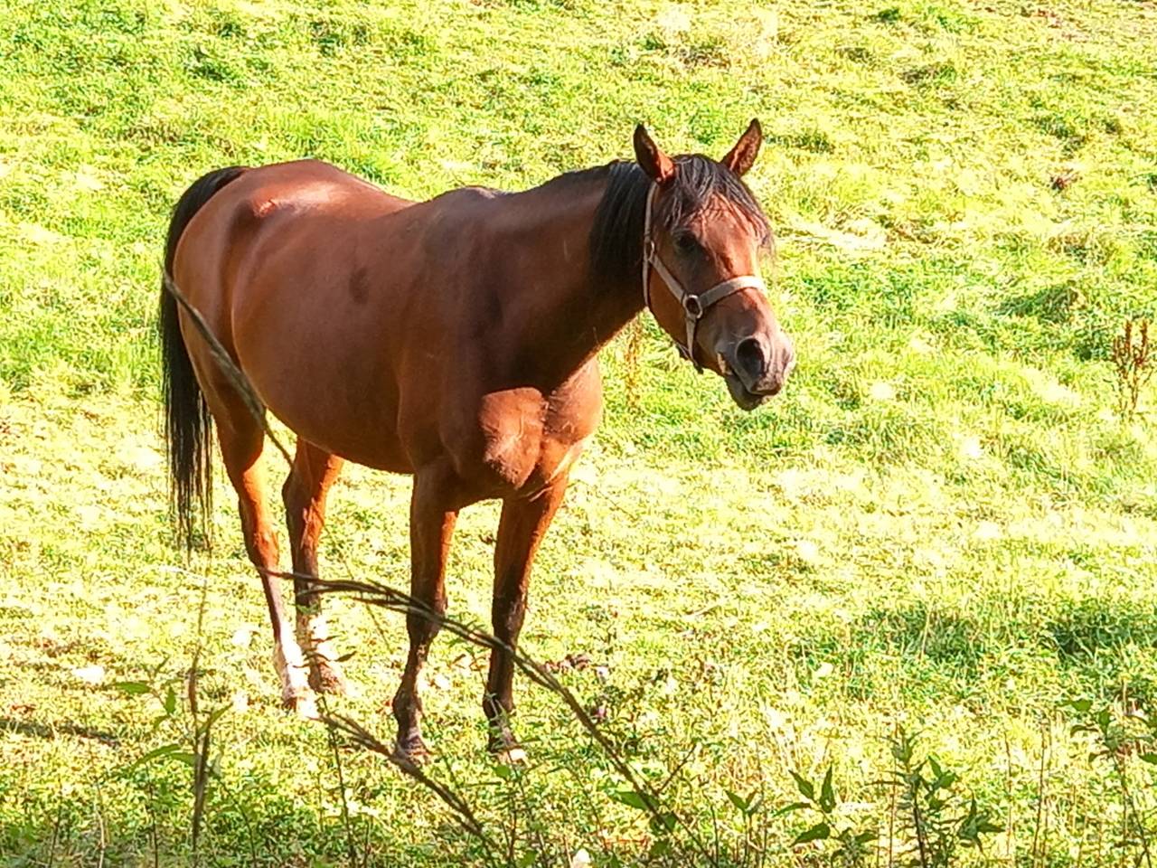 Yegua Arabe En venta 2020 Bayo por Samba de la Chavée