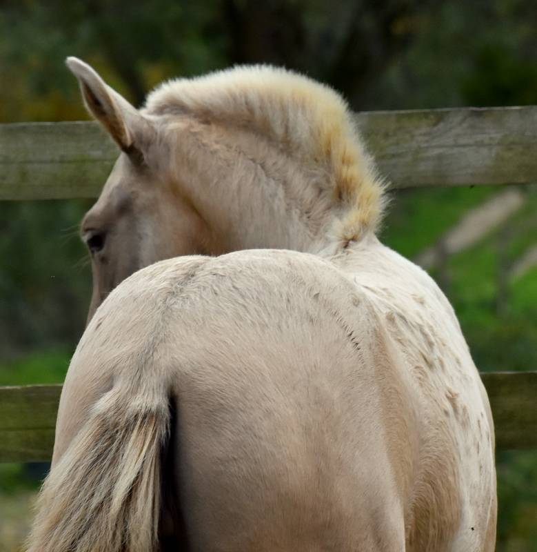 Potranca PRE Pura Raza Española En venta 2025 Otra capa