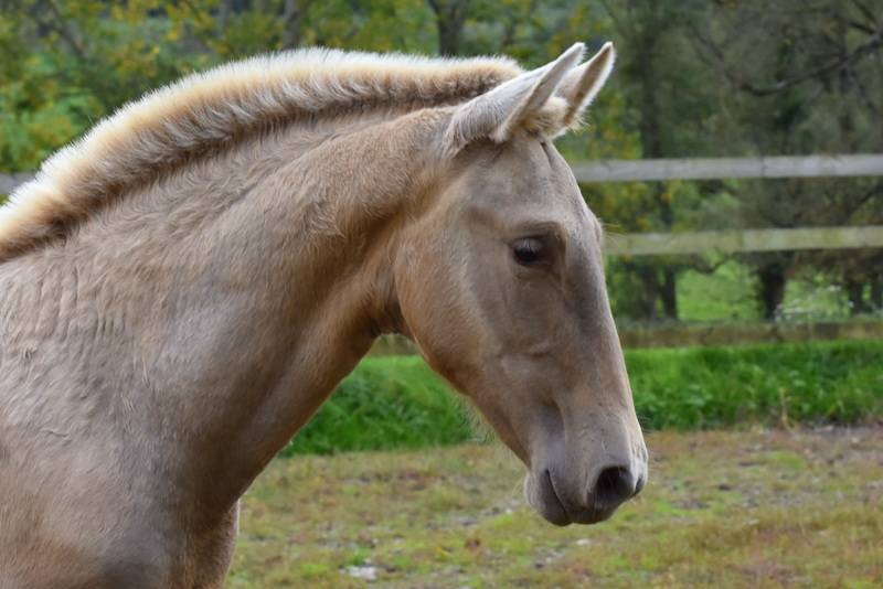 Potranca PRE Pura Raza Española En venta 2025 Otra capa