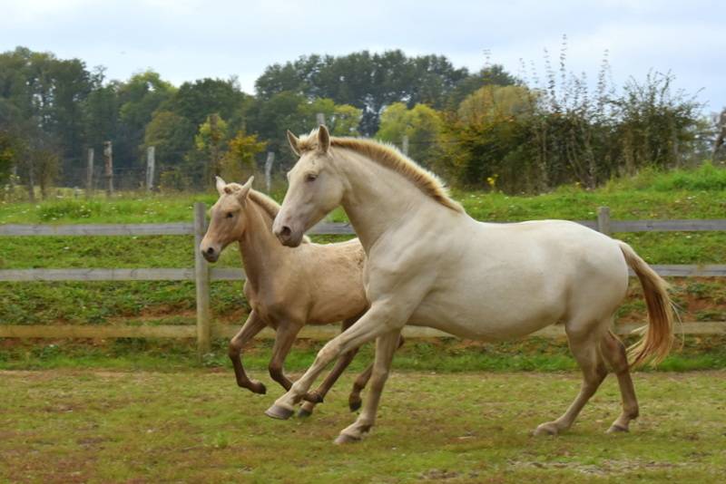Potranca PRE Pura Raza Española En venta 2025 Otra capa