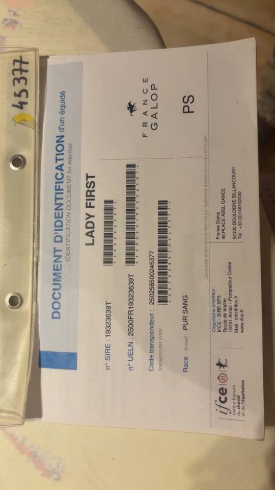 Yegua Pura Sangre Inglés En venta 2019 Bayo por LADY FIRST PS