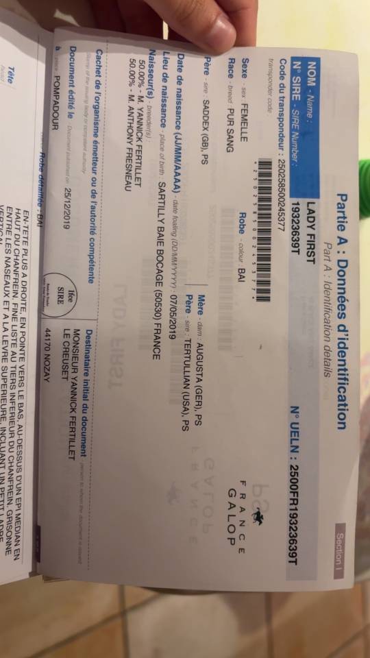 Yegua Pura Sangre Inglés En venta 2019 Bayo por LADY FIRST PS