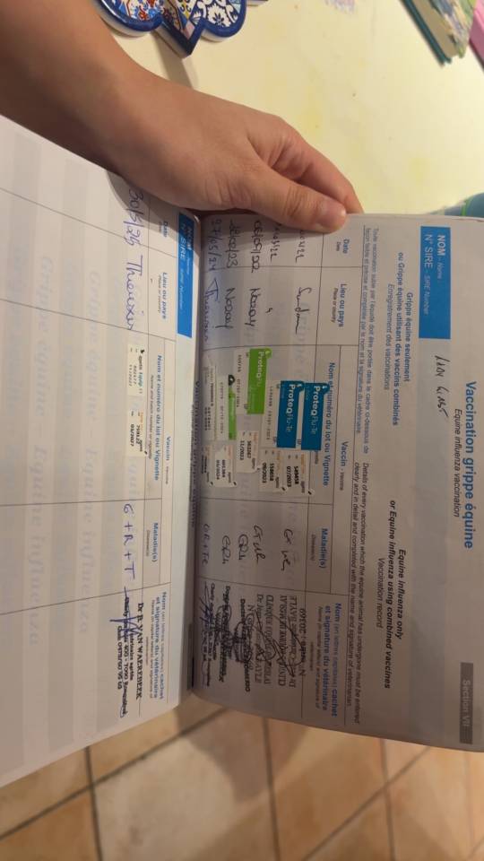 Yegua Pura Sangre Inglés En venta 2019 Bayo por LADY FIRST PS