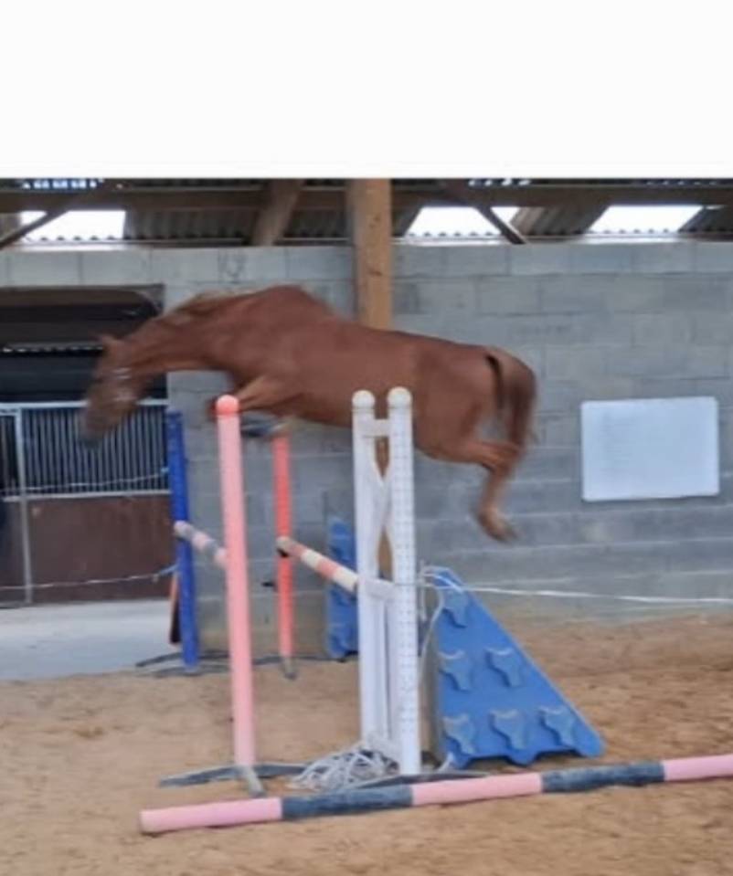 Caballo castrado Zangersheide En venta 2022 Alazán tostado por El pintador