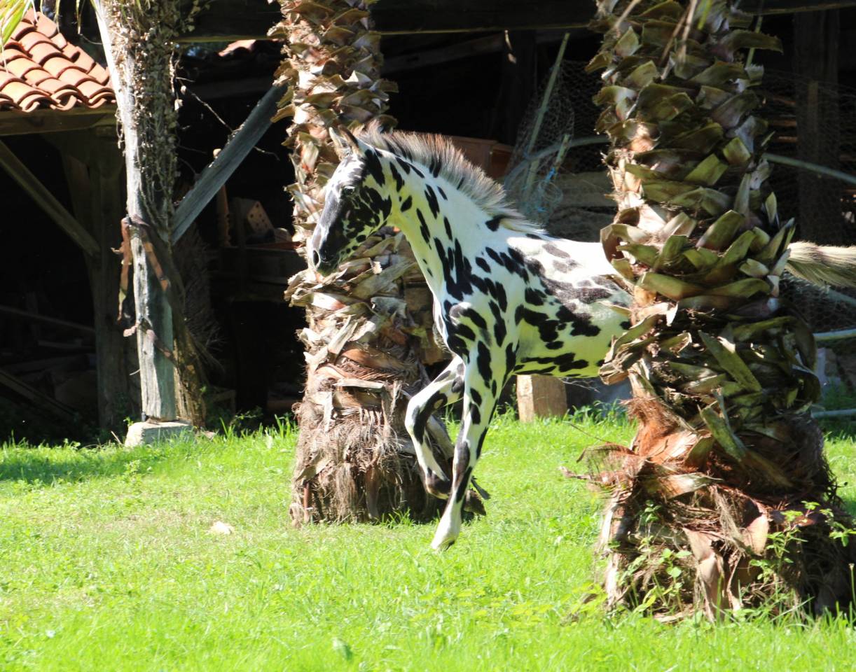 Potro Origine Constatée En venta 2025 Appaloosa