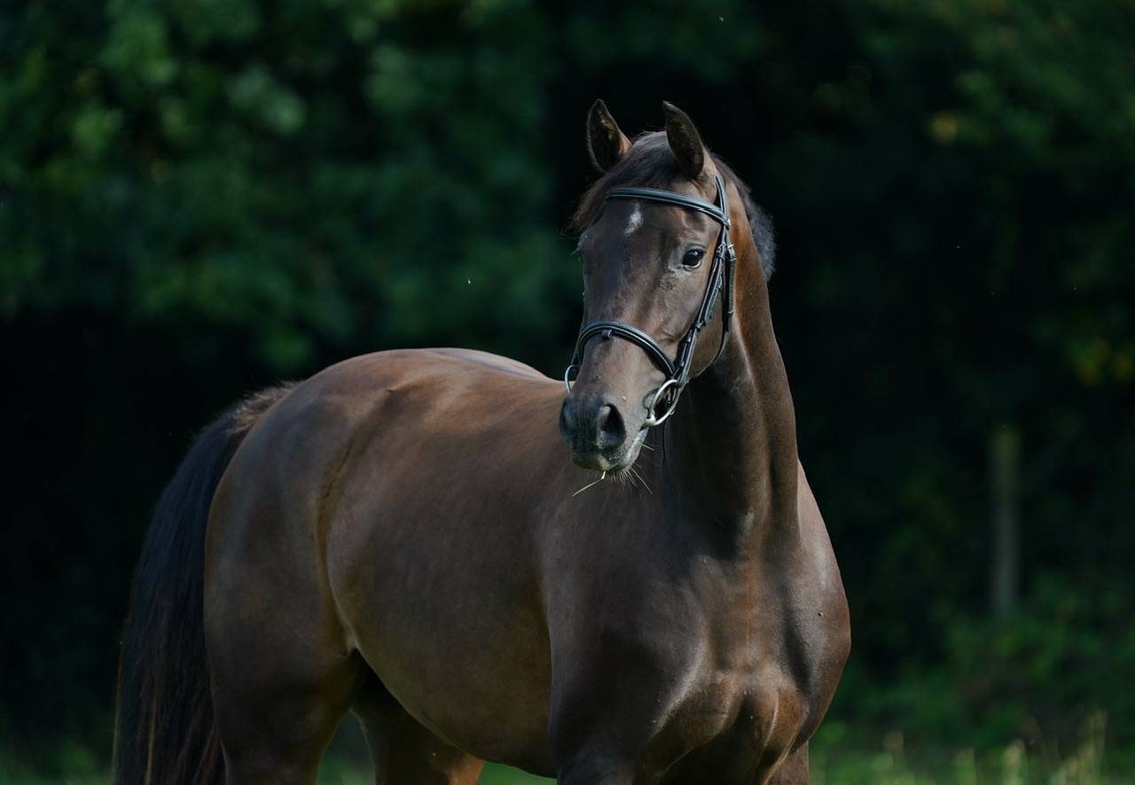 Yegua Silla Francés En venta 2022 Bayo por Conthargos