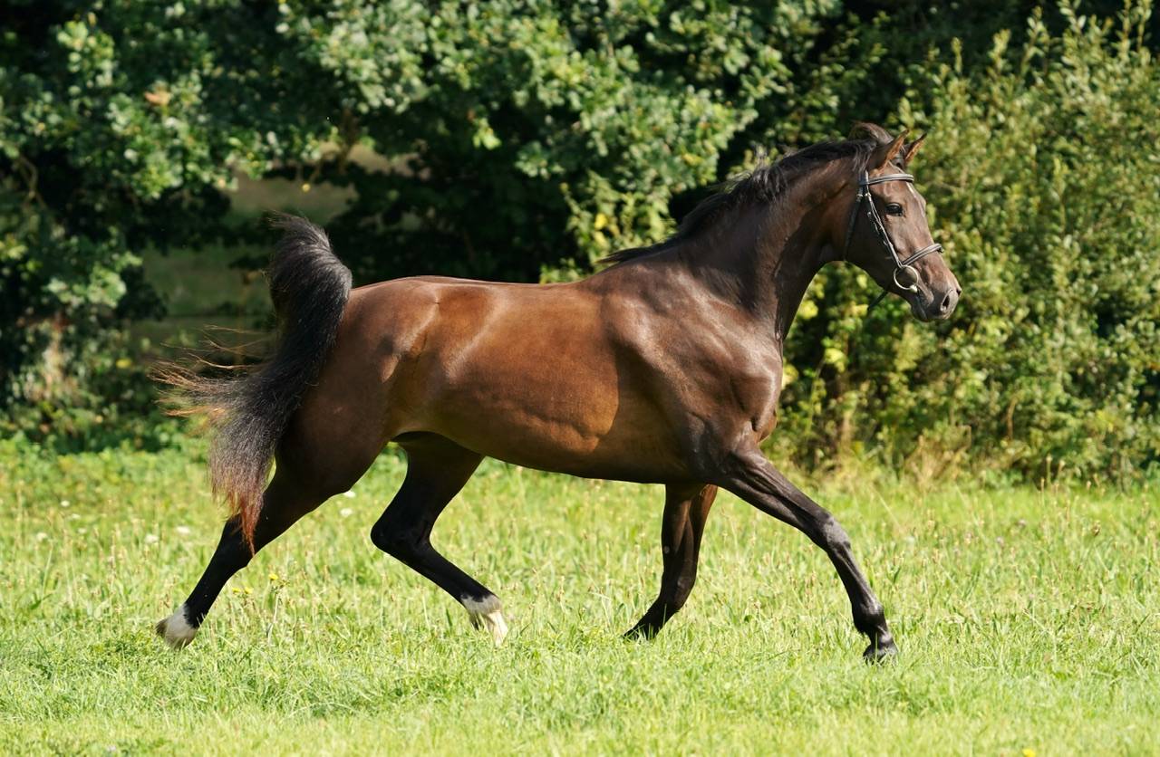 Yegua Silla Francés En venta 2022 Bayo por Conthargos
