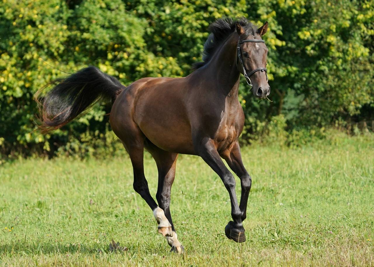 Yegua Silla Francés En venta 2022 Bayo por Conthargos