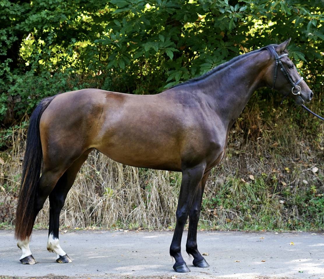 Yegua Silla Francés En venta 2022 Bayo por Conthargos