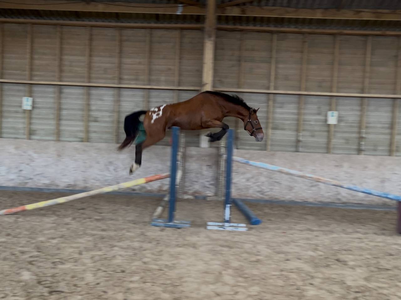 Caballo castrado AES Anglo European Studbook En venta 2022 Otra capa