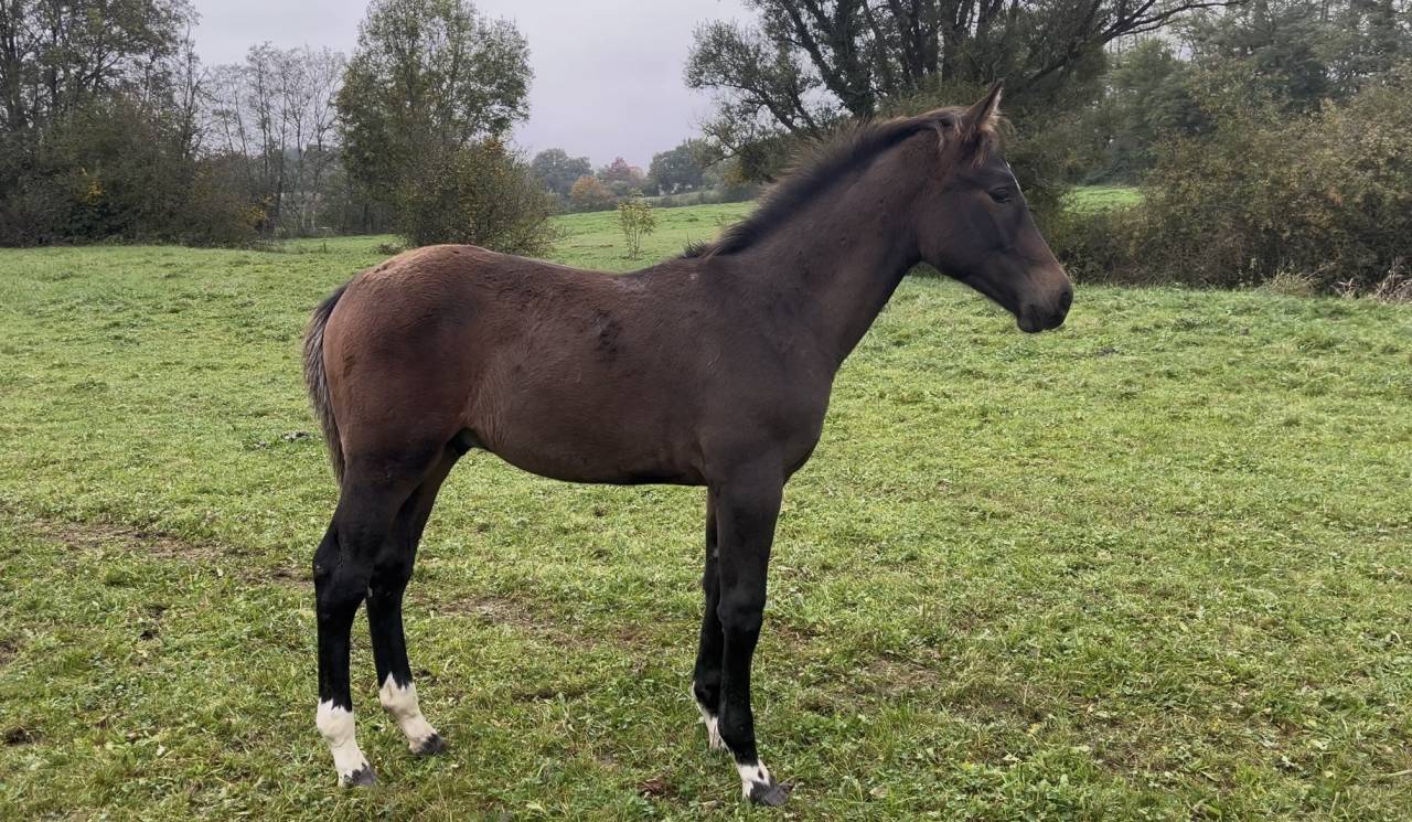 Potro Origine Constatée En venta 2025 Bayo moreno