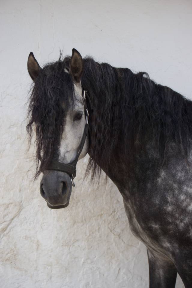 LÍNEA IMPACIENTE II. ALTAS CAPACIDADES ALTA ESCUELA