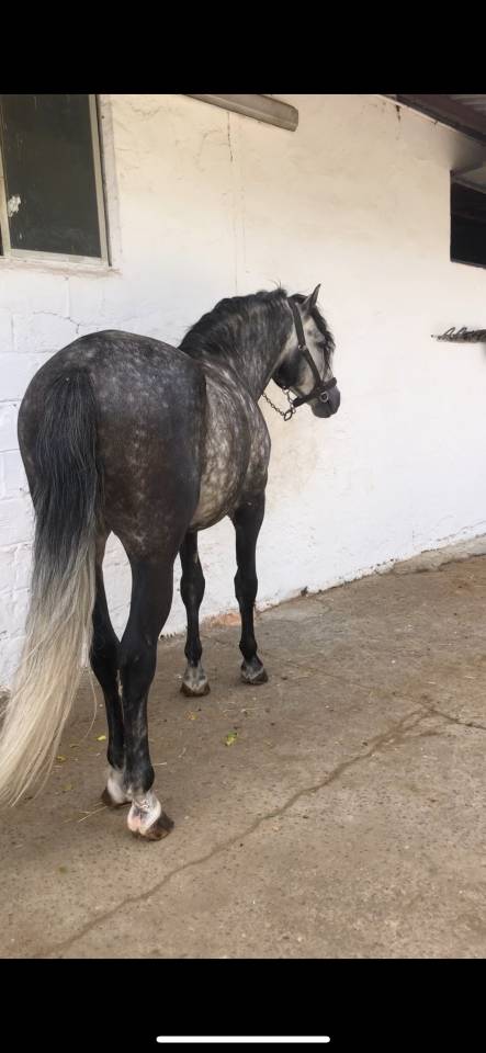 LÍNEA IMPACIENTE II. ALTAS CAPACIDADES ALTA ESCUELA