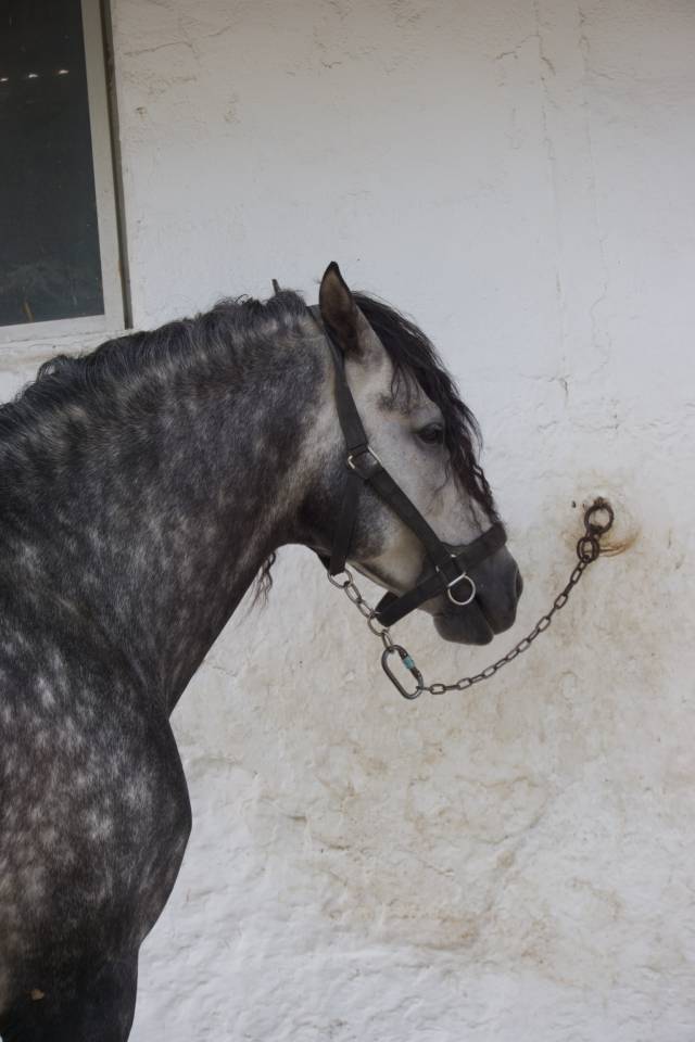 LÍNEA IMPACIENTE II. ALTAS CAPACIDADES ALTA ESCUELA