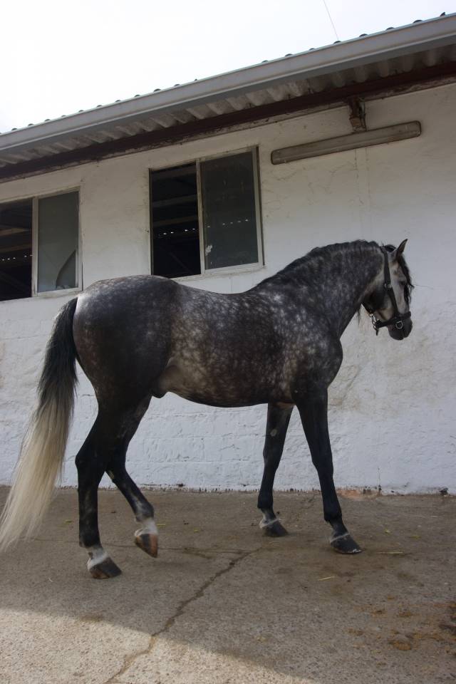 LÍNEA IMPACIENTE II. ALTAS CAPACIDADES ALTA ESCUELA