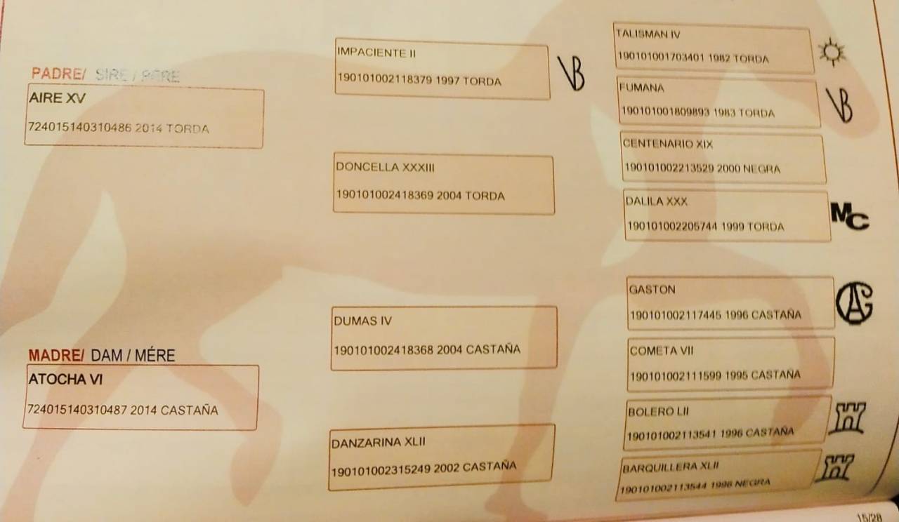 LÍNEA IMPACIENTE II. ALTAS CAPACIDADES ALTA ESCUELA
