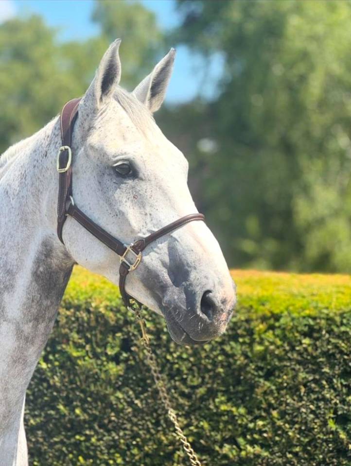 Caballo castrado Zangersheide En venta 2015 Tordo por CICERO VAN PAEMEL