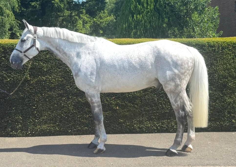 Caballo castrado Zangersheide En venta 2015 Tordo por CICERO VAN PAEMEL