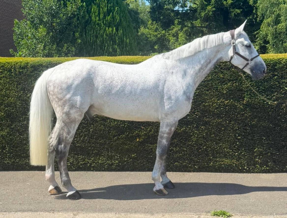 Caballo castrado Zangersheide En venta 2015 Tordo por CICERO VAN PAEMEL