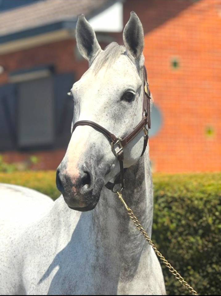 Caballo castrado Zangersheide En venta 2015 Tordo por CICERO VAN PAEMEL