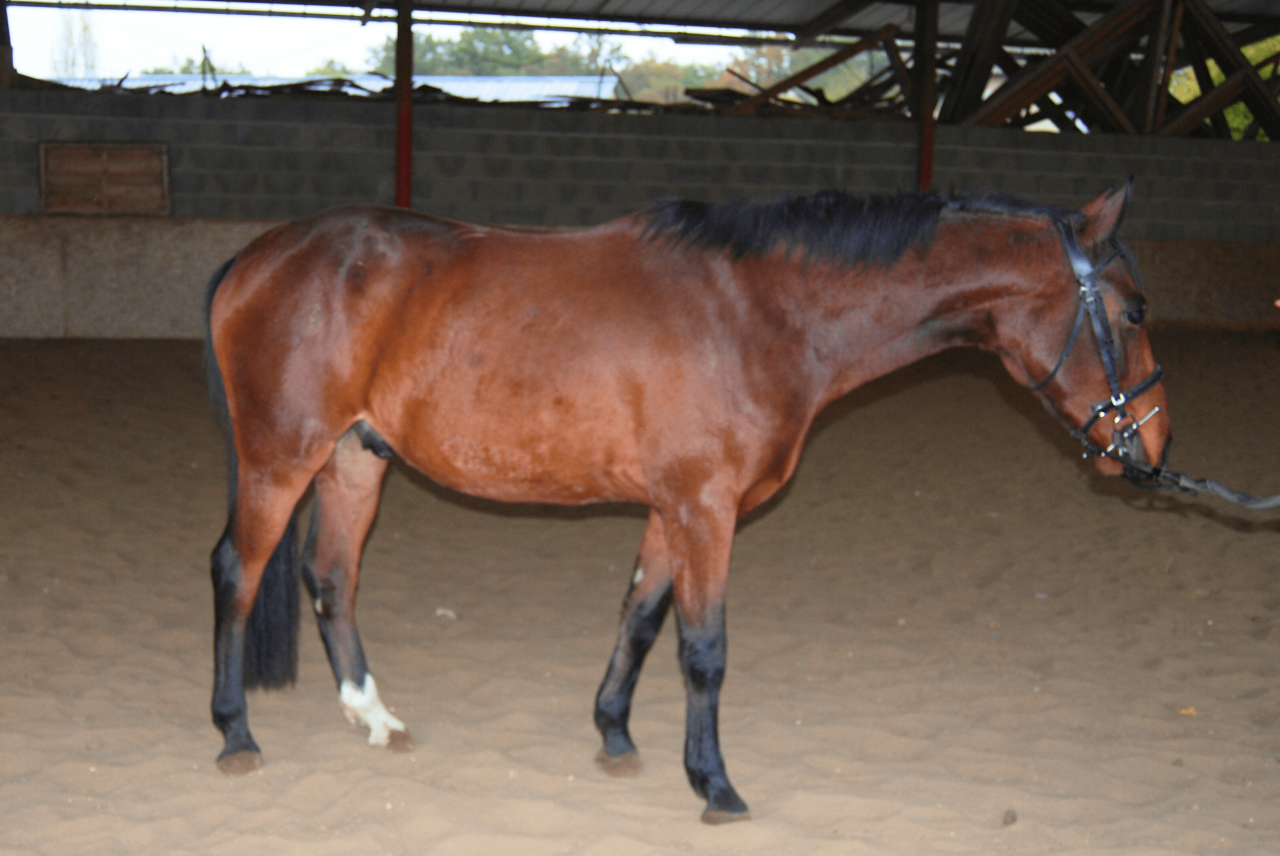 Caballo castrado Silla Francés En venta 2022 Bayo por COLORE, HOLST