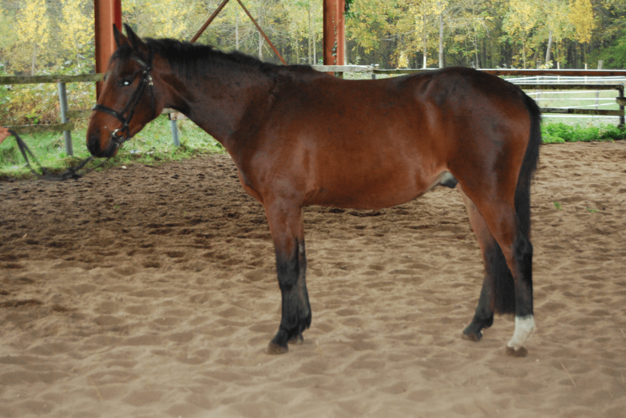 Caballo castrado Silla Francés En venta 2022 Bayo por COLORE, HOLST