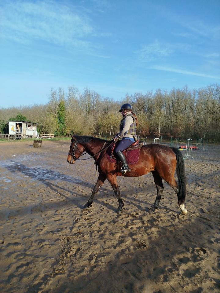 Caballo castrado Silla Franc&eacute;s En venta 2022 Bayo por COLORE, HOLST