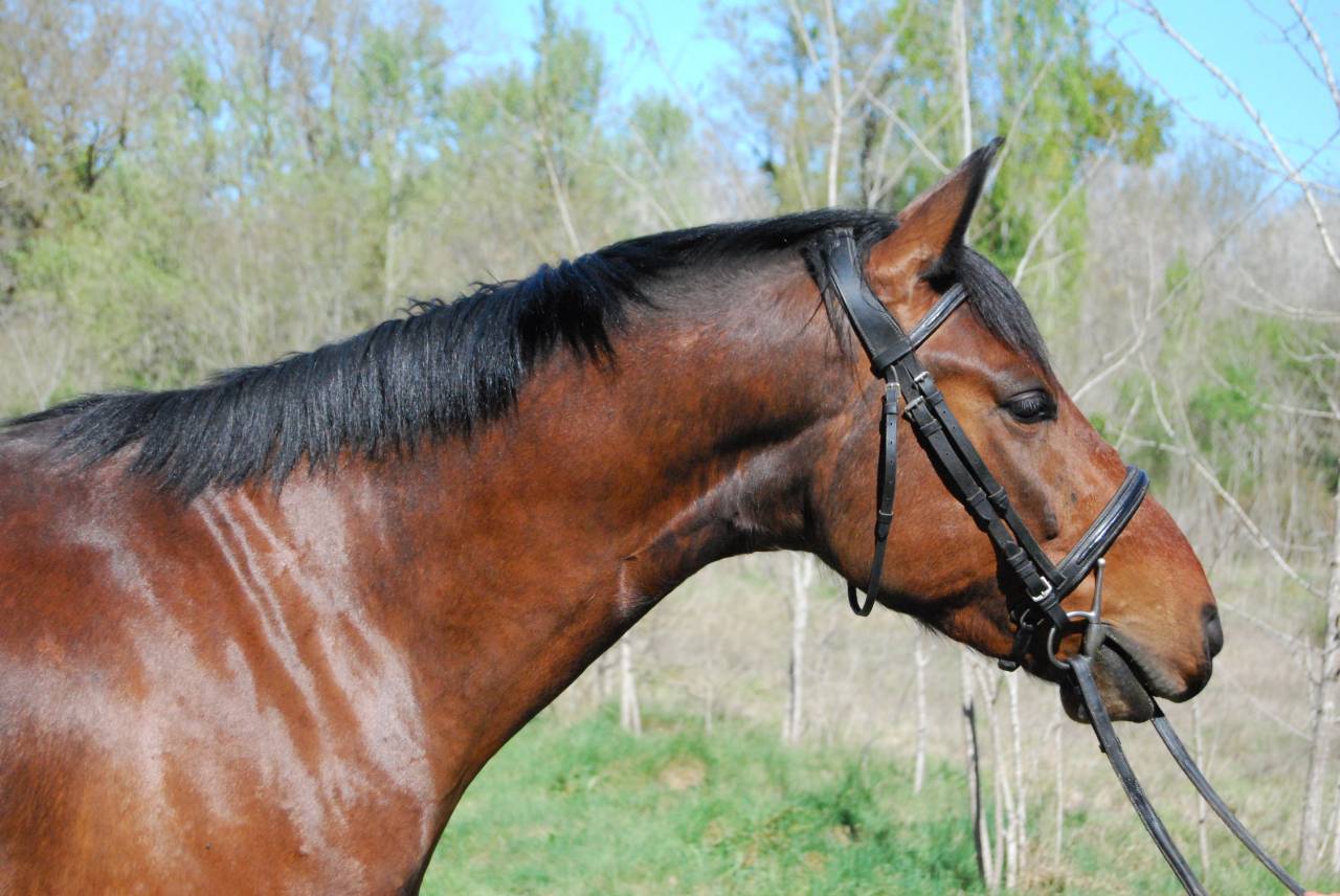 Caballo castrado Silla Franc&eacute;s En venta 2022 Bayo por COLORE, HOLST