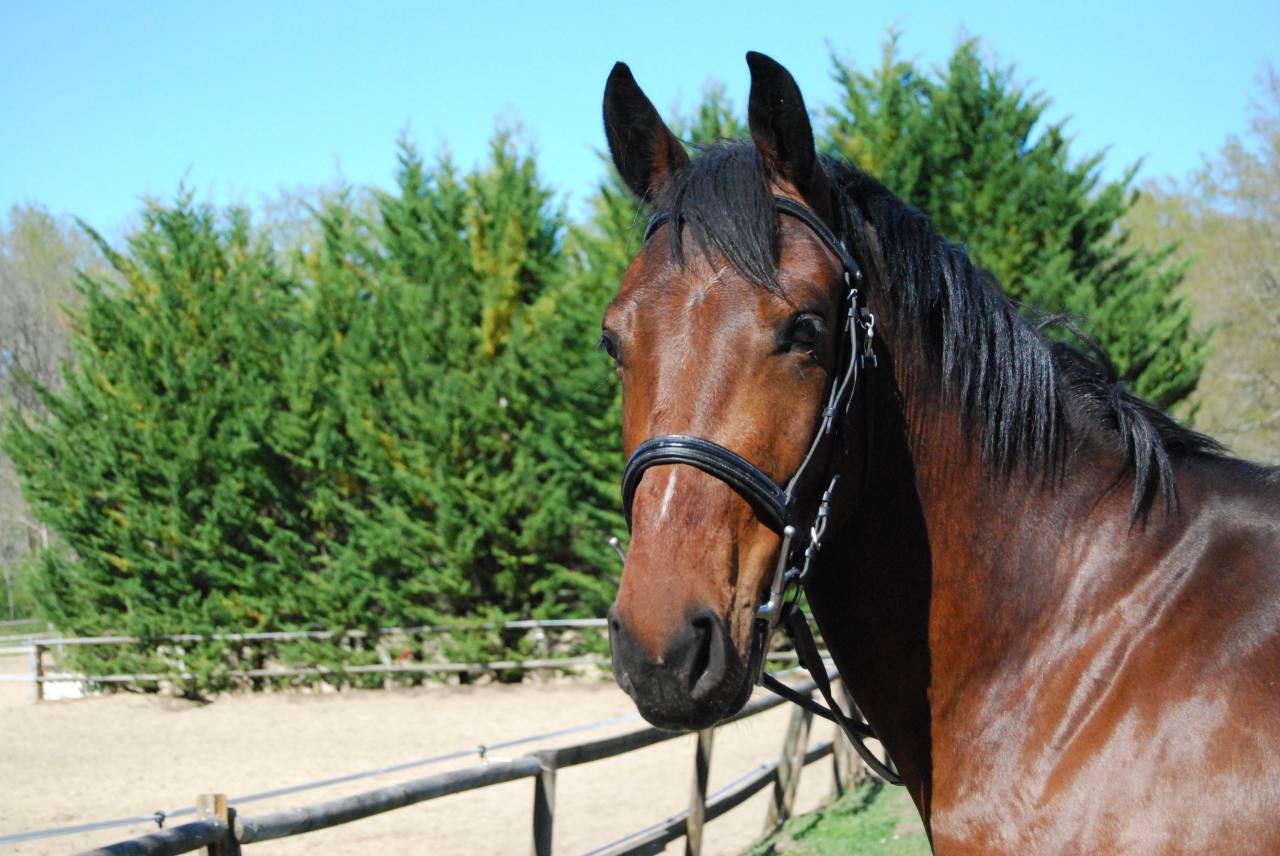 Caballo castrado Silla Franc&eacute;s En venta 2022 Bayo por COLORE, HOLST
