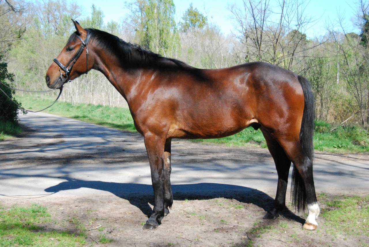Caballo castrado Silla Franc&eacute;s En venta 2022 Bayo por COLORE, HOLST