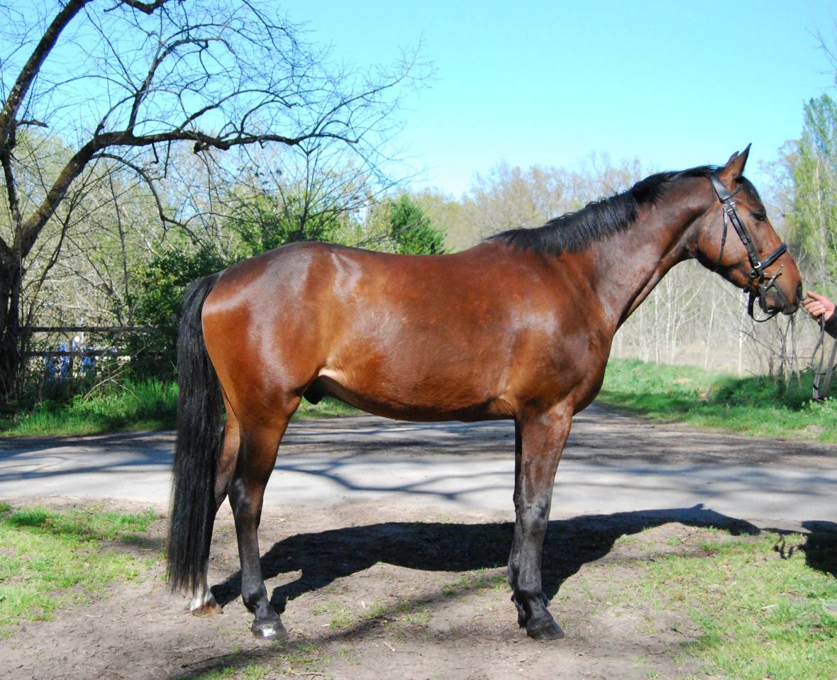 Caballo castrado Silla Franc&eacute;s En venta 2022 Bayo por COLORE, HOLST