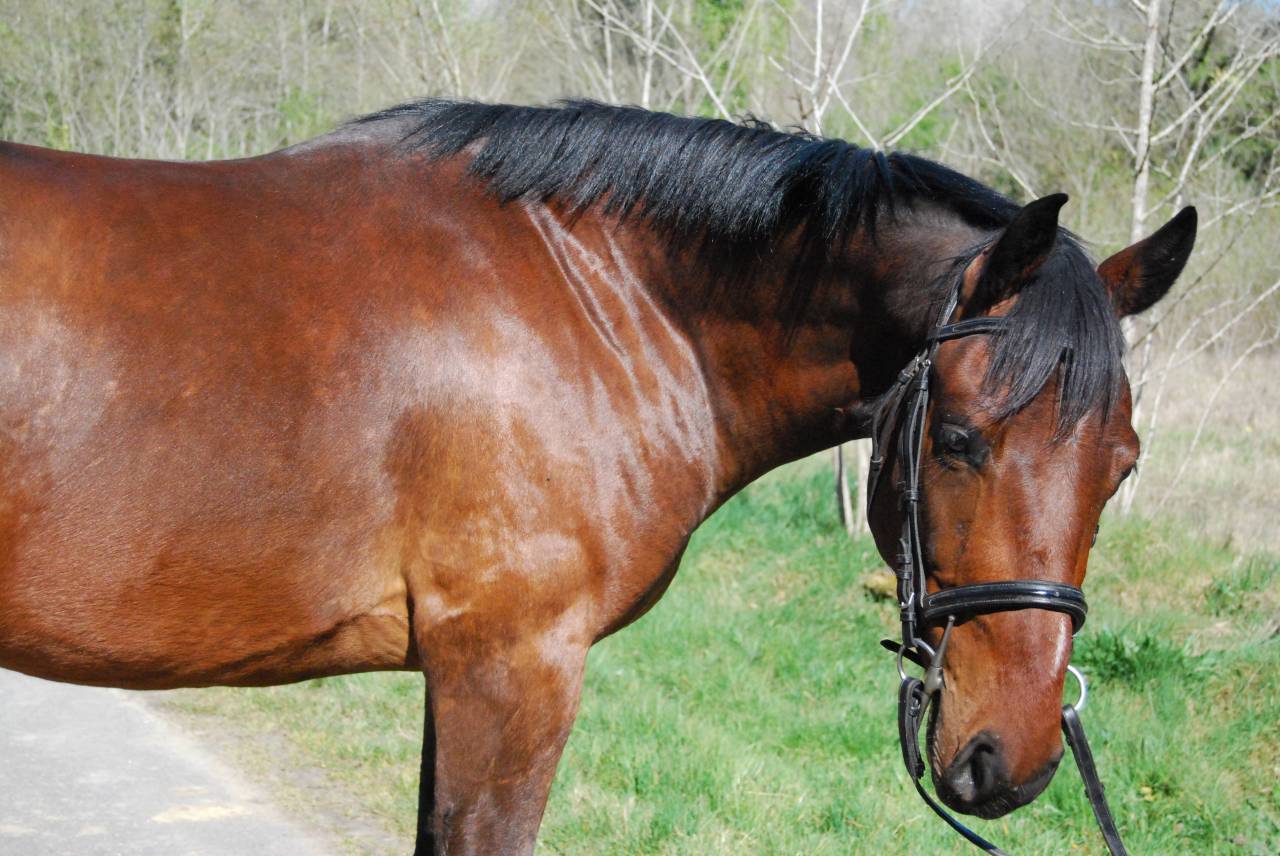 Caballo castrado Silla Franc&eacute;s En venta 2022 Bayo por COLORE, HOLST