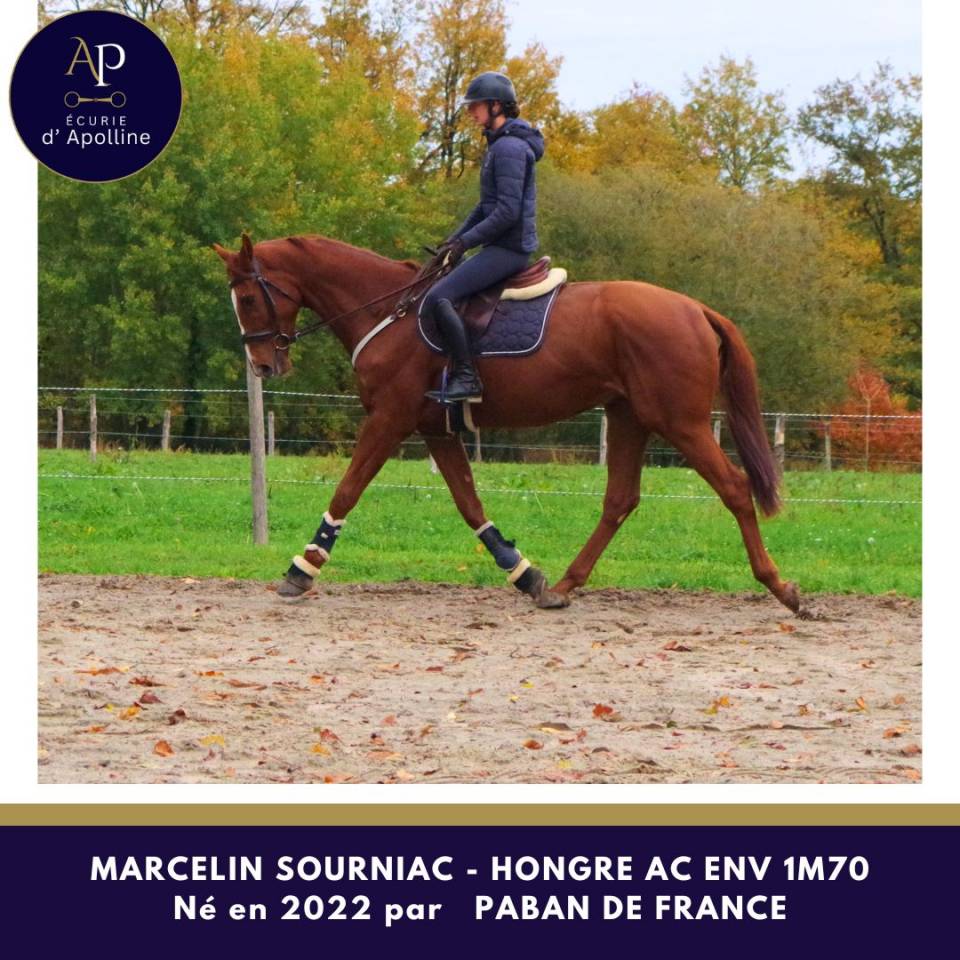 Caballo castrado Anglo-Arabe de Complément En venta 2022 Alazán