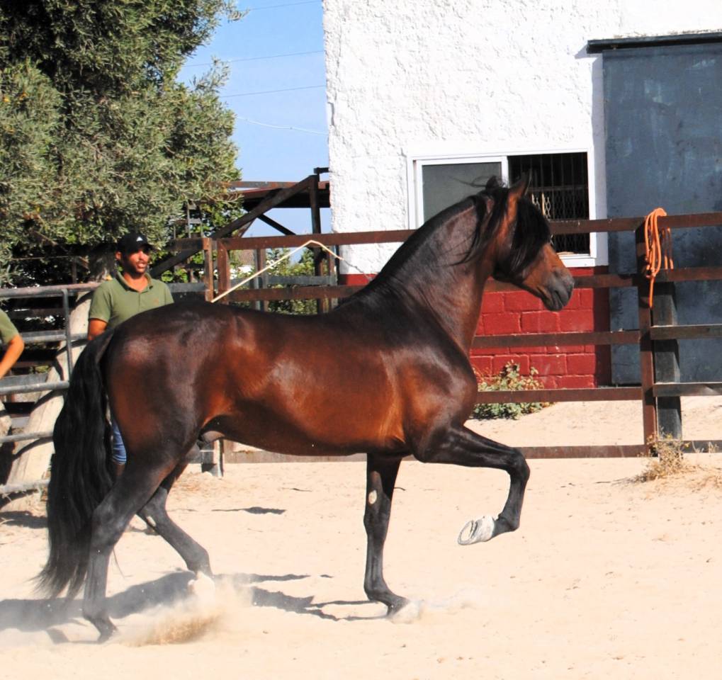 CABALLO CASTAÑO DE CATEGORÍA