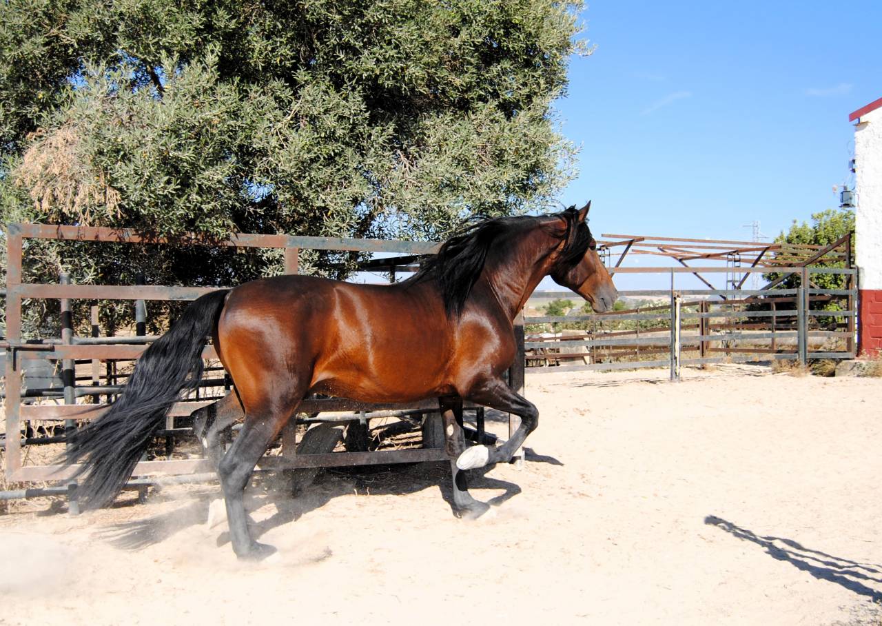 CABALLO CASTAÑO DE CATEGORÍA