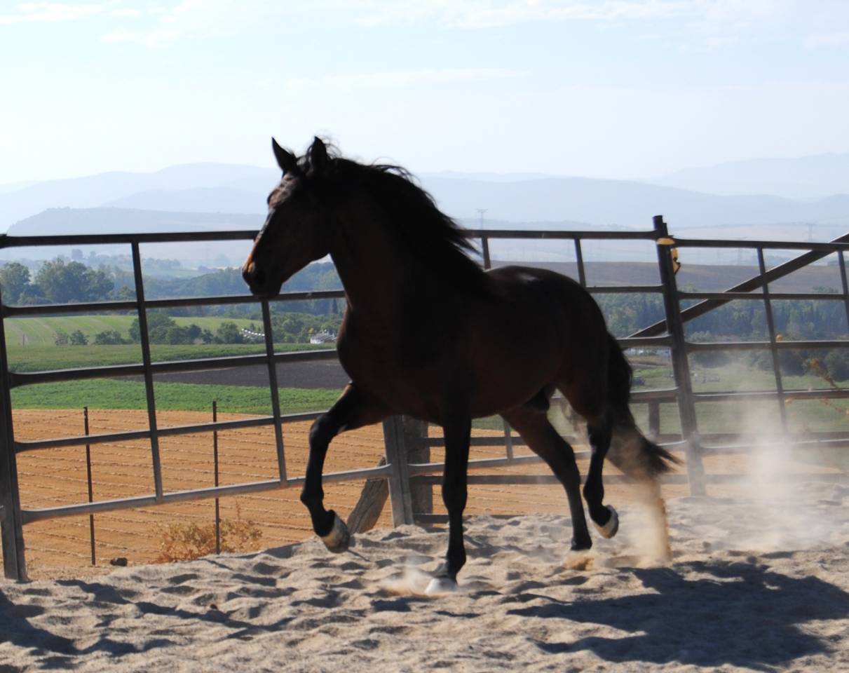 CABALLO CASTAÑO DE CATEGORÍA