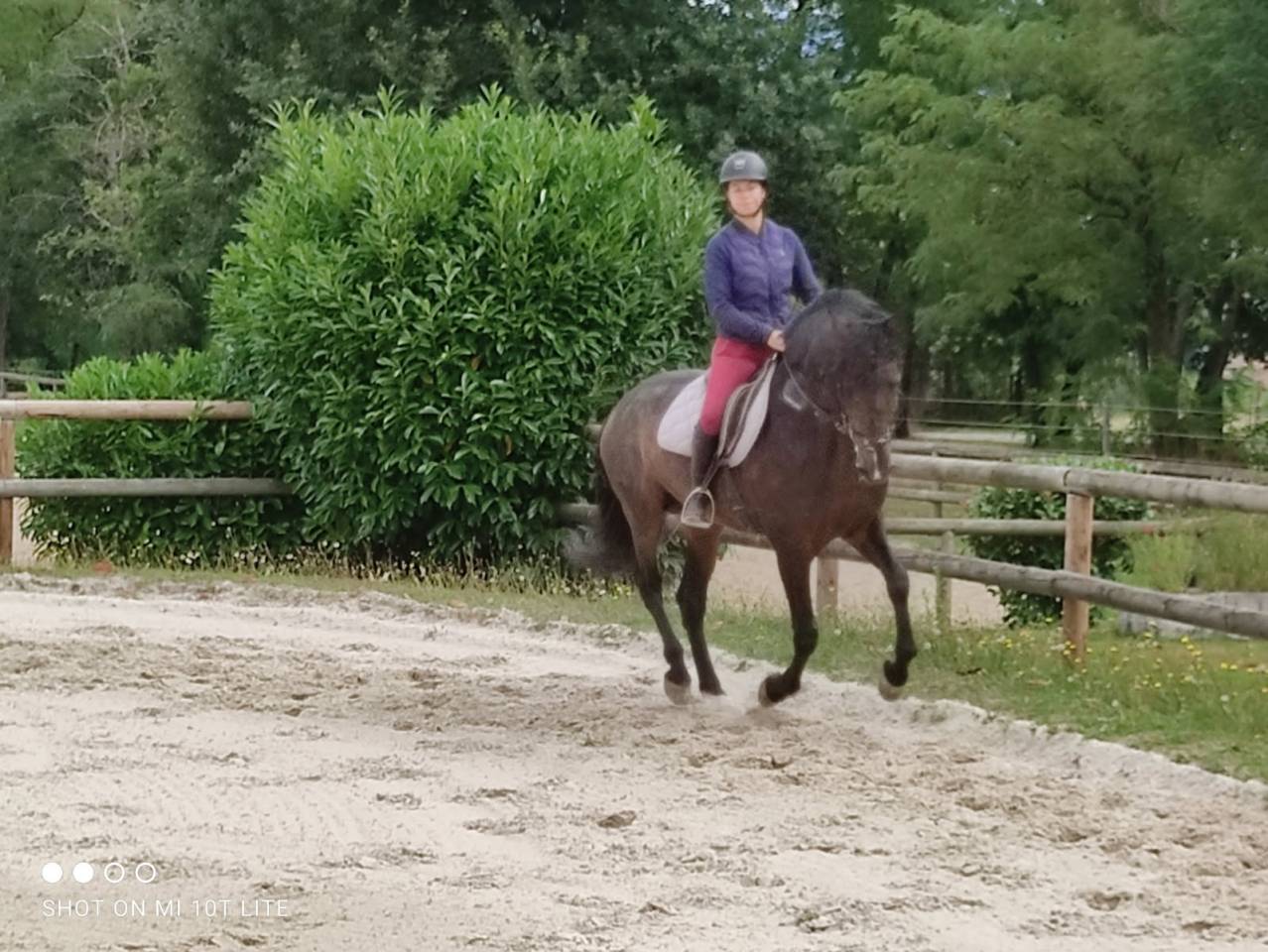 Semental PRE Pura Raza Española En venta 2016 Bayo