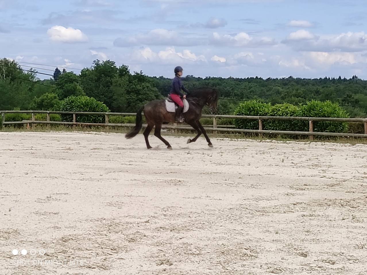 Semental PRE Pura Raza Española En venta 2016 Bayo