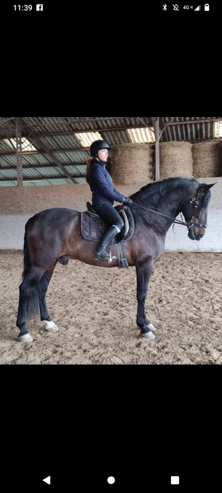 Semental PRE Pura Raza Española En venta 2016 Bayo