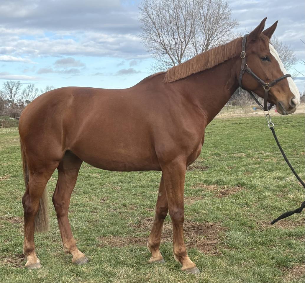 Yegua Silla Franc&eacute;s En venta 2016 Alaz&aacute;n por Cartoon Z