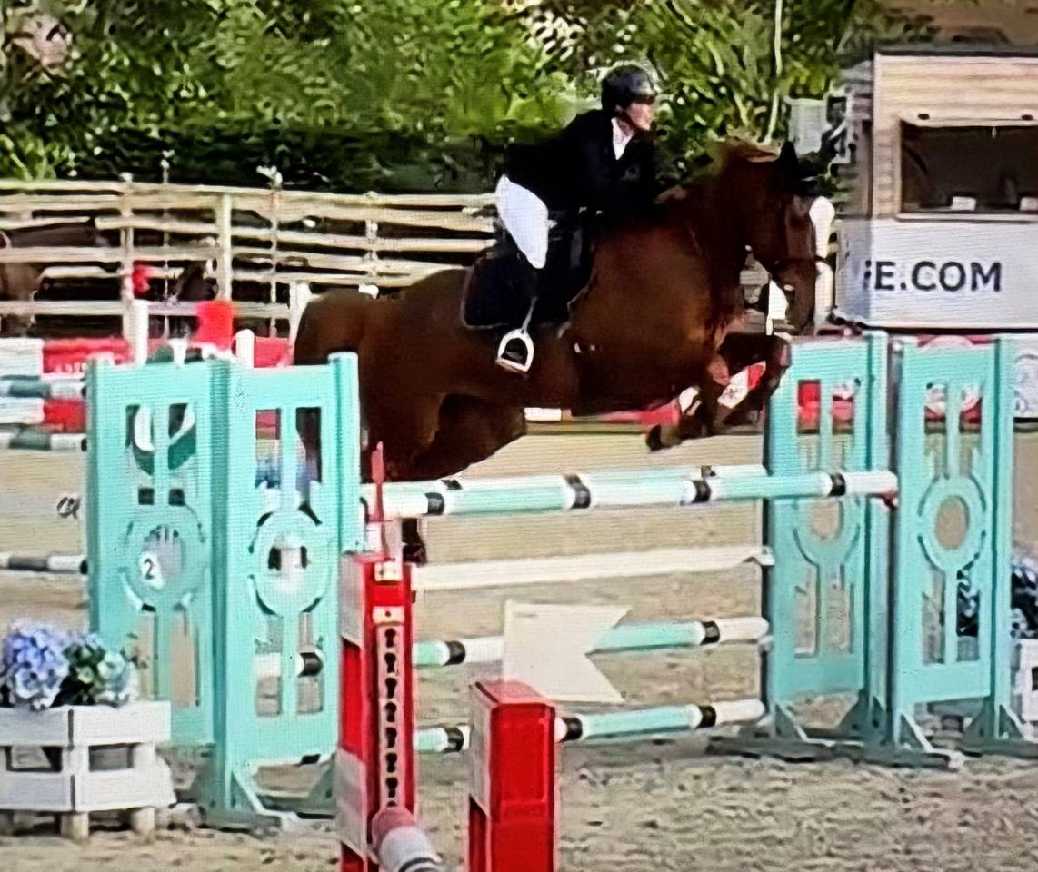 Yegua Silla Franc&eacute;s En venta 2016 Alaz&aacute;n por Cartoon Z