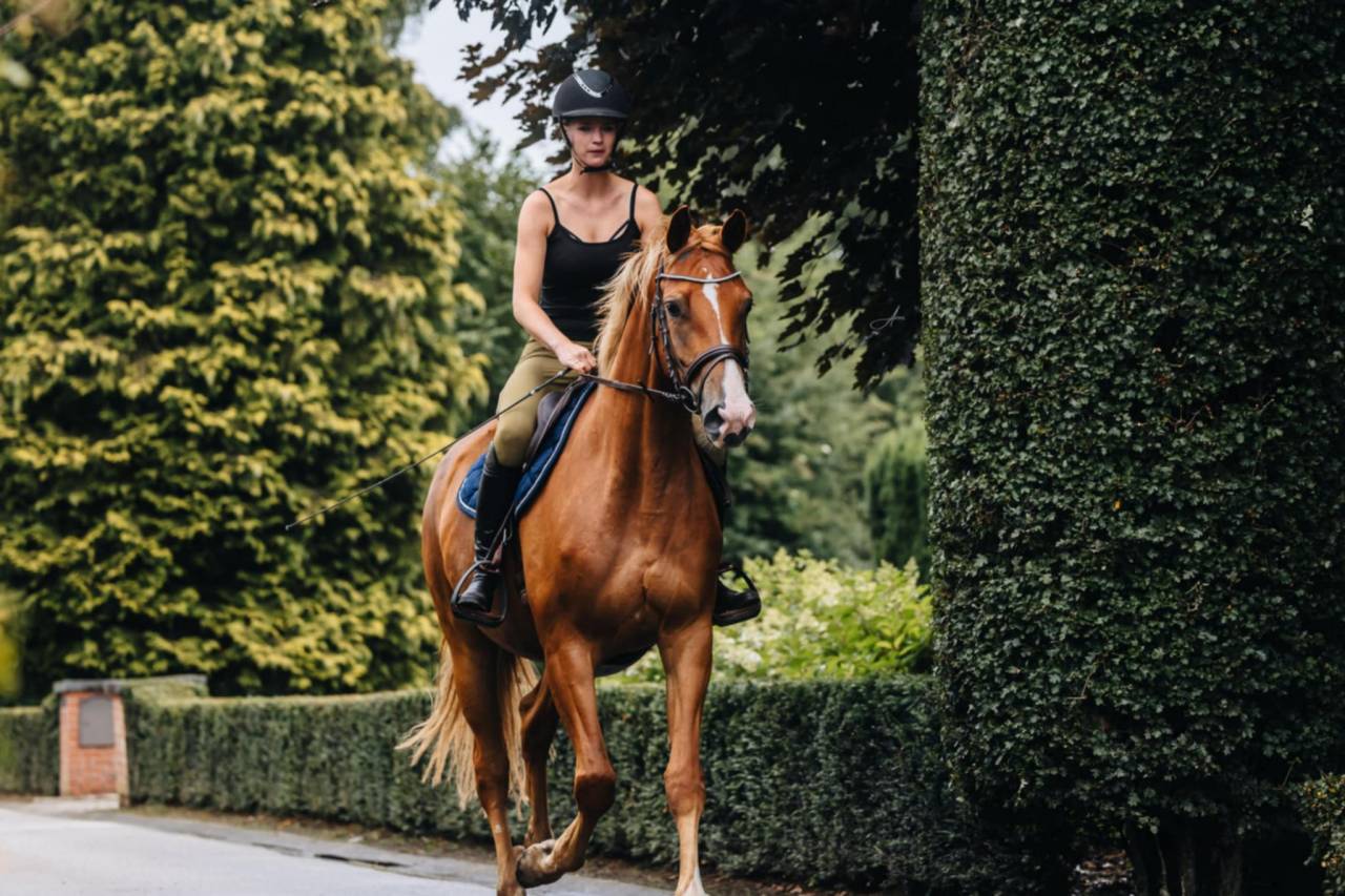 Yegua Oldenburgués En venta 2019 Alazán por MARC CAIN