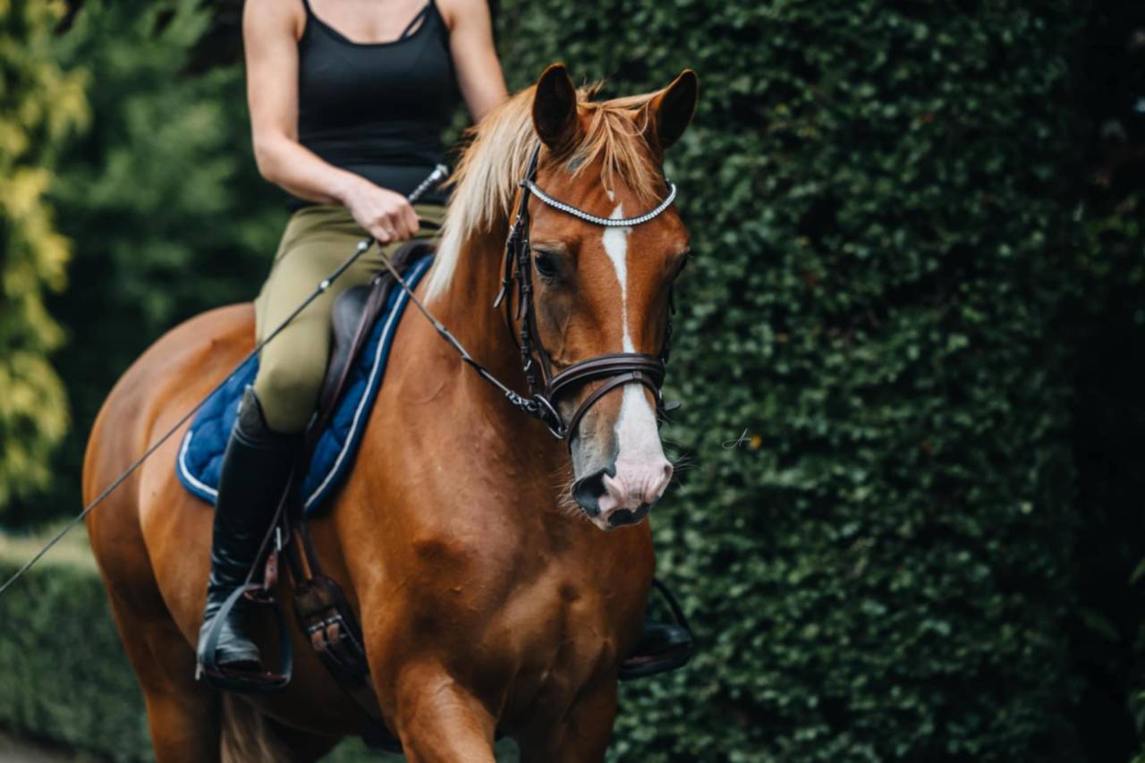 Yegua Oldenburgués En venta 2019 Alazán por MARC CAIN