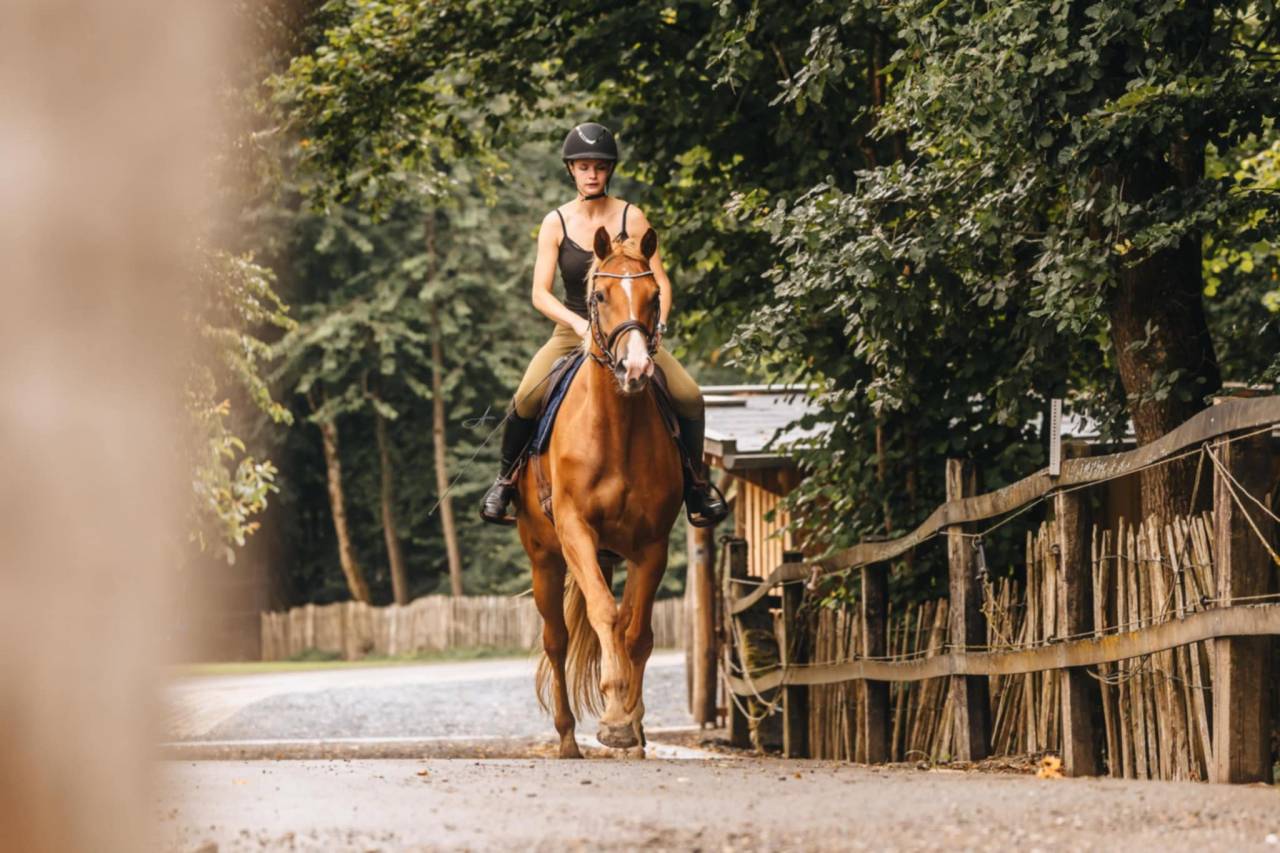 Yegua Oldenburgués En venta 2019 Alazán por MARC CAIN