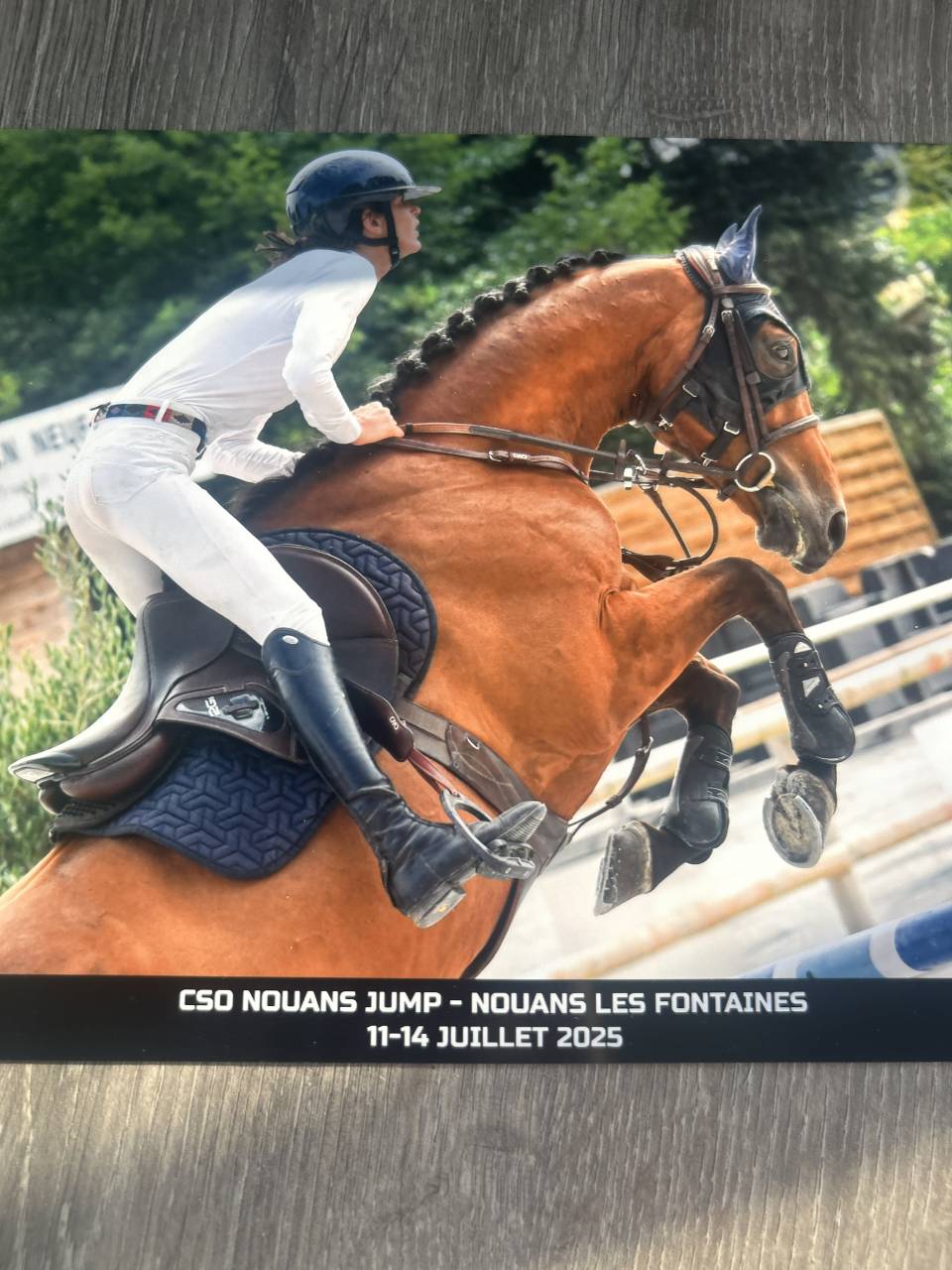 Caballo castrado Silla Francés En venta 2019 Bayo por Javollo