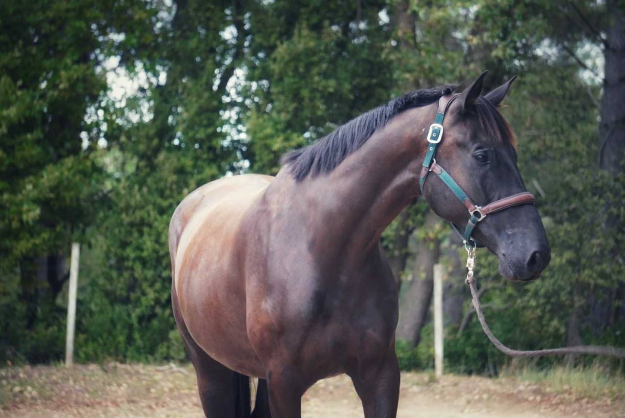Caballo castrado Silla Francés En venta 2021 Negro