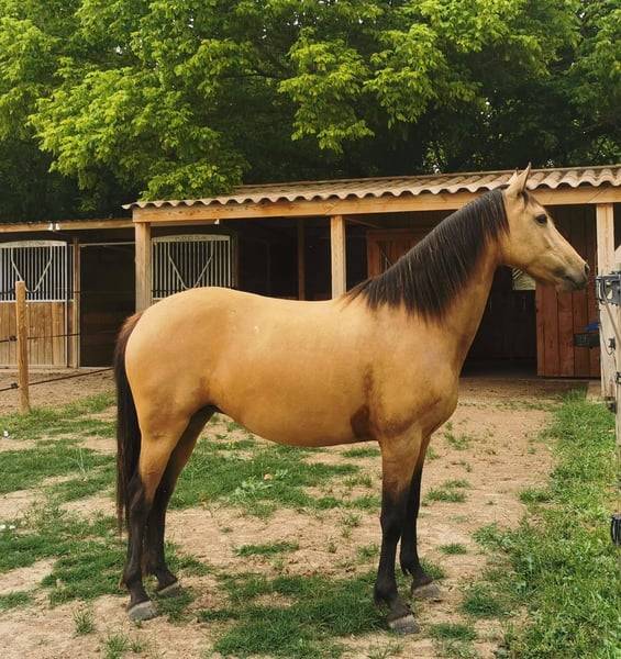 Yegua AES Anglo European Studbook En venta 2018 Isabelo