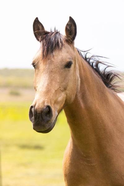 Yegua AES Anglo European Studbook En venta 2018 Isabelo