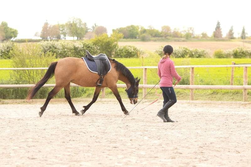 Yegua AES Anglo European Studbook En venta 2018 Isabelo